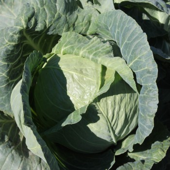 Weißkohl Copenhagen (Samen)