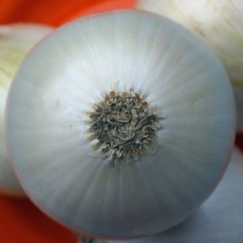 Zwiebel White Utah Jumbo (Samen)