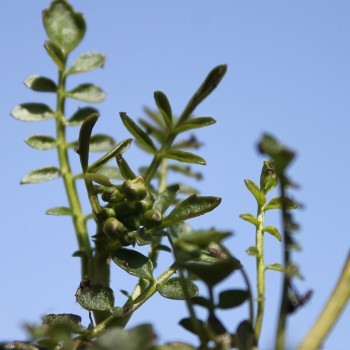 Wiesenschaumkraut (Samen)