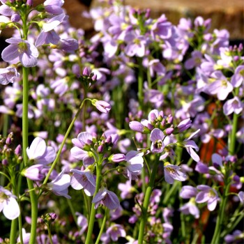 Wiesenschaumkraut (Samen)