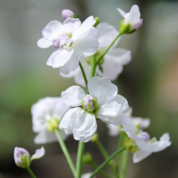 Wiesenschaumkraut (Samen)
