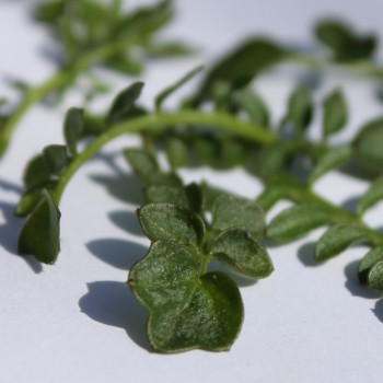 Wiesenschaumkraut (Samen)