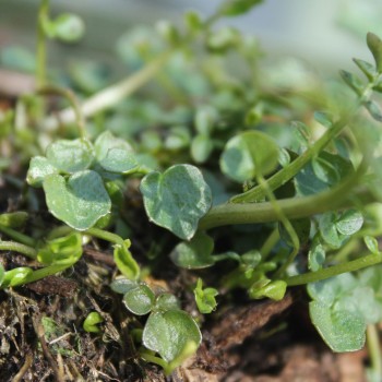 Wiesenschaumkraut (Samen)