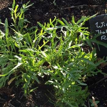 Wilde Italienische Rucola (Samen)
