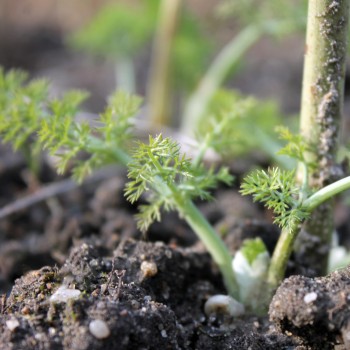 Wilder Fenchel Typ Calabrien (Samen)