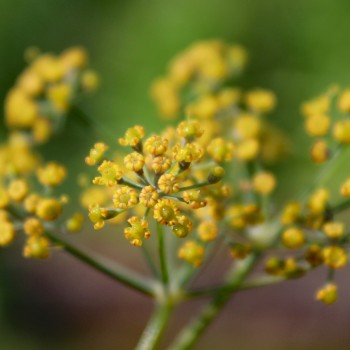 Wilder Fenchel Typ Calabrien (Samen)