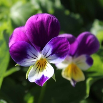 Viola arvensis 200 Samen Acker-Stiefmütterchen