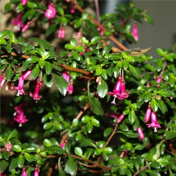 Wildfuchsie feinblättrig (Pflanze)