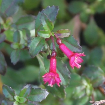Wildfuchsie feinblättrig (Pflanze)