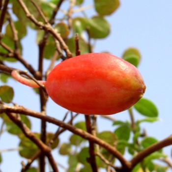 Wildfuchsie großfrüchtig