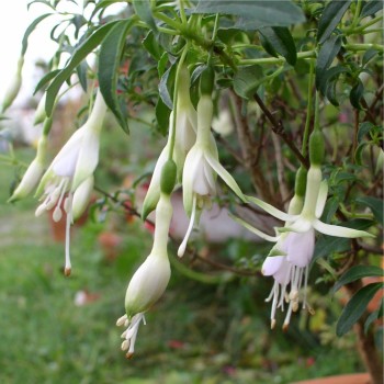 Wildfuchsie weißblühend
