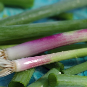 Winterheckezwiebel Krasavets (Samen)