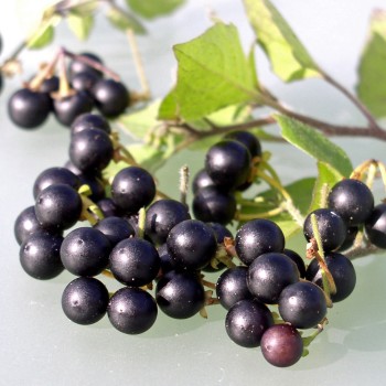Wonderberry (Samen)