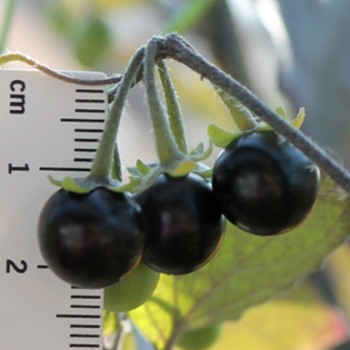 Wonderberry (Samen)