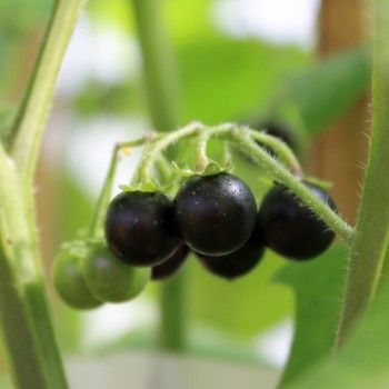 Wonderberry (Samen)