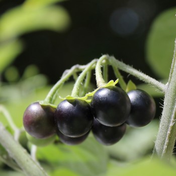 Wonderberry (Samen)