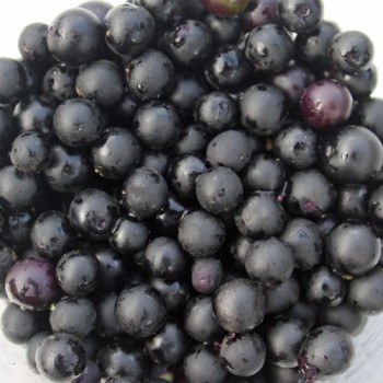 Wonderberry Mrs. B's Nonbitter (Samen)