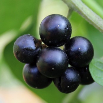 Wonderberry Mrs. B's Nonbitter (Samen)