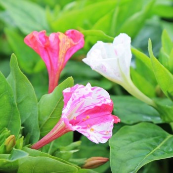 Wunderblume Striped Mix (Samen)