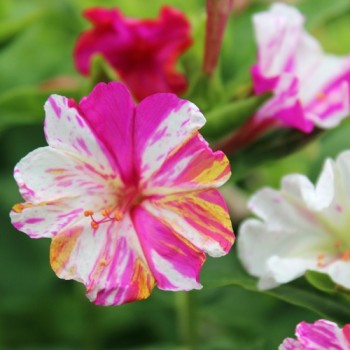 Wunderblume Striped Mix (Samen)