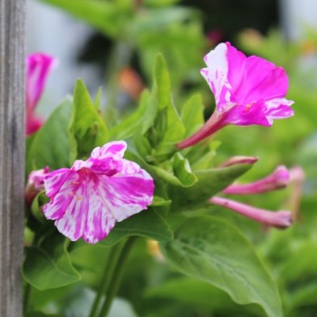 Wunderblume Striped Mix (Samen)