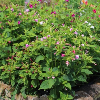 Wunderblume Striped Mix (Samen)