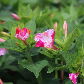 Wunderblume Striped Mix (Samen)