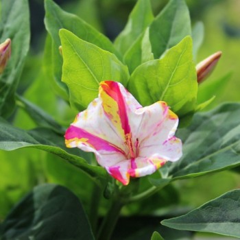 Wunderblume Striped Mix (Samen)