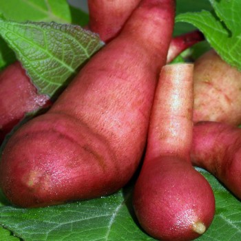 Yacon Morado (Pflanze)