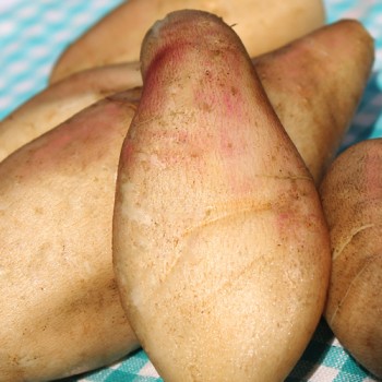 Yacon Rosé (Pflanze)
