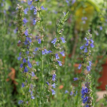 Ysop blau (Samen)