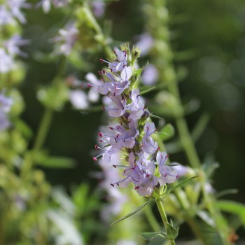 Ysop himmelblau (Pflanze)