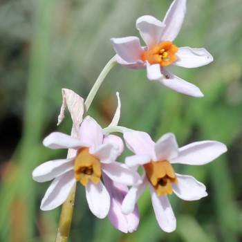 Zimmerknoblauch altrosa (Pflanze)