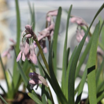 Zimmerknoblauch altrosa (Pflanze)