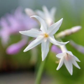 Zimmerknoblauch elfenbein