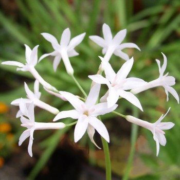 Zimmerknoblauch elfenbein (Pflanze)