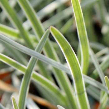 Zimmerknoblauch weißbunt