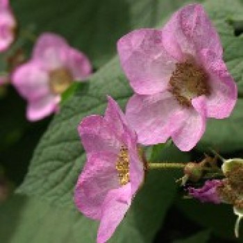 Zimthimbeere
