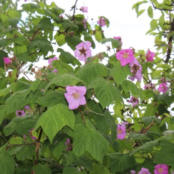 Zimthimbeere (Pflanze)