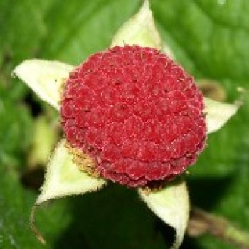 Zimthimbeere (Pflanze)