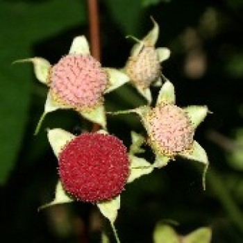 Zimthimbeere (Pflanze)