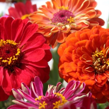 Zinnie Dahlia Flowered Mix (Samen)
