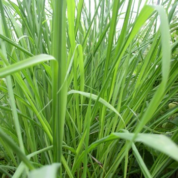 Zitronengras (Pflanze)