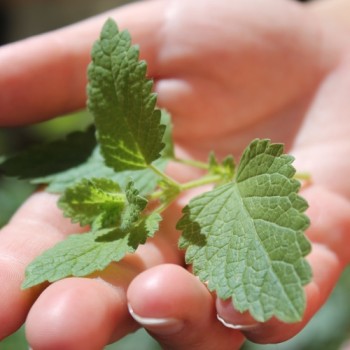 Zitronenmelisse Limonella (Samen)