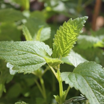 Zitronenmelisse Limonella (Samen)