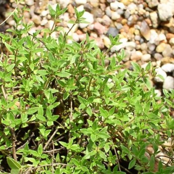 Zitronenteppichthymian (Pflanze)