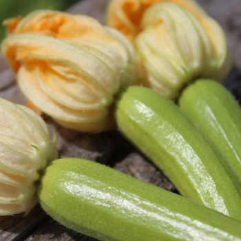 Zucchini Bianco di Sicilia (Samen)