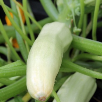 Zucchini Bianco di Sicilia (Samen)