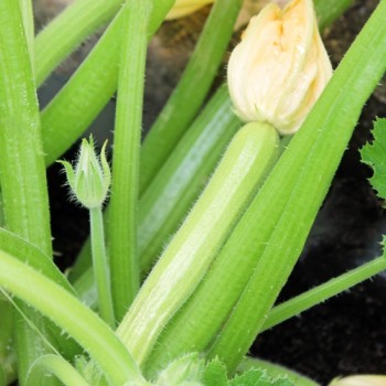 Zucchini Bianco di Sicilia (Samen)
