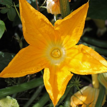 Zucchini Caserta (Samen)